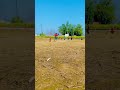 Helicopter 🚁 shot 🏏