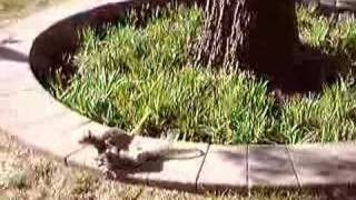 Squirrel-Rat