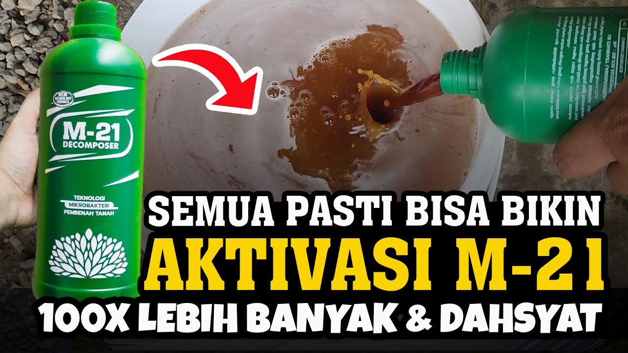 RAHASIA MEMPERBANYAK TRICHODERMA M21, Agar tanaman subur & bebas penyakit tanah