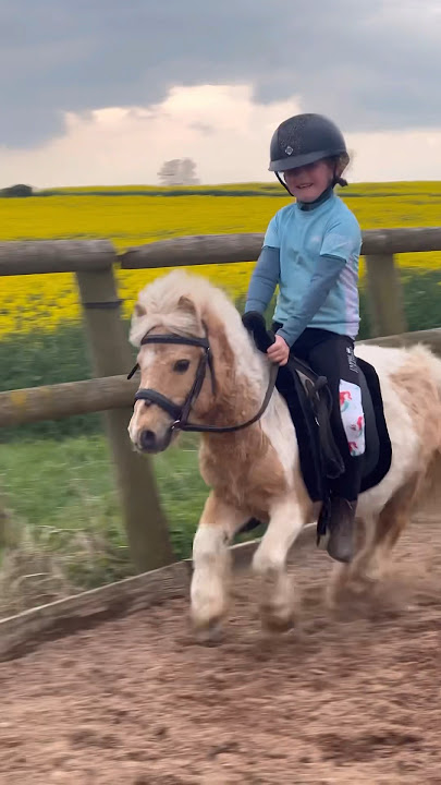 Fast Shetland #horse #equestrian #horseriding #pony #horselover #showjumping #shetlandpony #trending