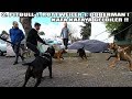 2 PİTBULL vs 1 ROTTWEİLER vs 1 DOBERMAN !! MEVZU ÇOK BÜYÜK !( KARŞI KARŞIYA GELDİLER NELER YAŞANDI )