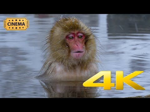 The Japanese Snow Monkeys of Jigokudani in Nagano - 4K Remastered