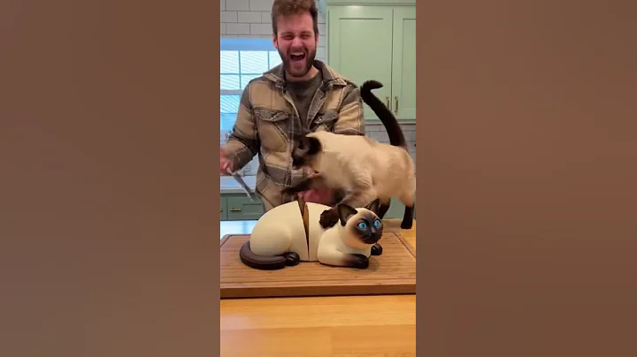 Video 11759771: siamese cat, siamesecat