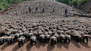 Releasing Thousands of Honey Badgers in Florida was A Terrible Idea Profile