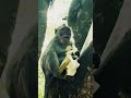 Monkey - Human Conflict | नेपालमा बाँदर आतंक