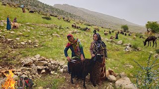 Nomadic Life:Shearing Sheep on a Day When Rain Frustrated Unmarried Nomadic Girls Natural springs