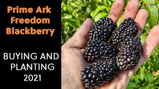 The Basics for Growing Erect Variety Blackberries:  Prolific, Delicious, & Great for Containers