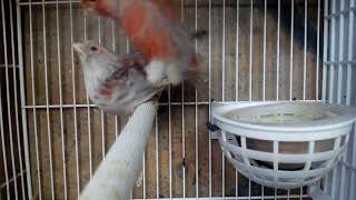 Procesando quiero Presunción Cría y reproducción del canario doméstico | Canarios.top