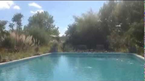 Zwaluwen drinken uit het zwembad.