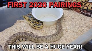 Which snakes are the first to GET JIGGY WITH IT in 2026? This will be a huge year for Envy Reptiles.