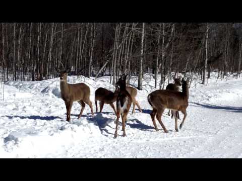 Vidéo: Chasse Au Corégone En Hiver