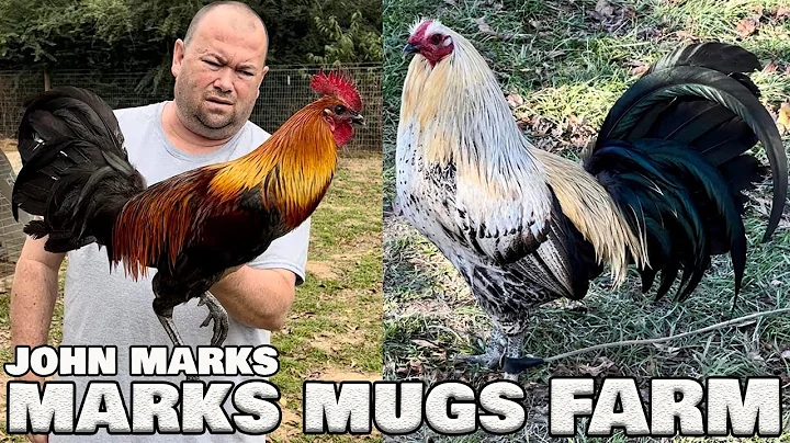 Palestine TX John Anthony Marks | Marks Mugs Farm ...