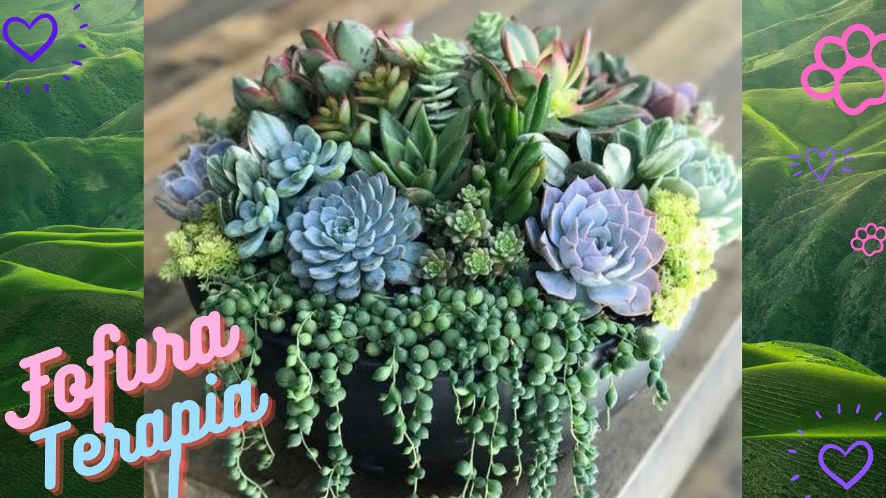 Suculenta em Biscuit Passo a Passo