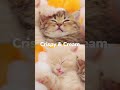🍩Kitten Crispy Cream - #kitten #cat #luckypaws #luckypawison
