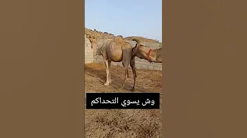 جمل فحل 
