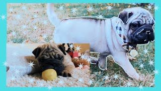 I GOT A NEW PUPPY!! | 2018 Vlog | Gia Damato