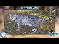 Egyptian Mau 🐱🦁🐯 EVERYTHING CATS 🐯🦁🐱 の動画、YouTube動画。