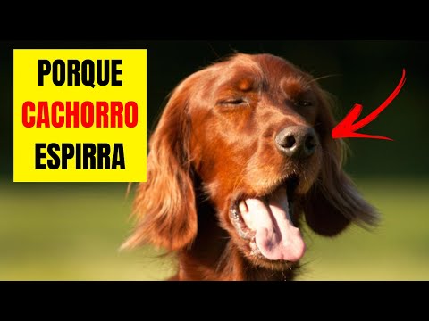 Vídeo: Por que os cães espirram quando estão excitados?