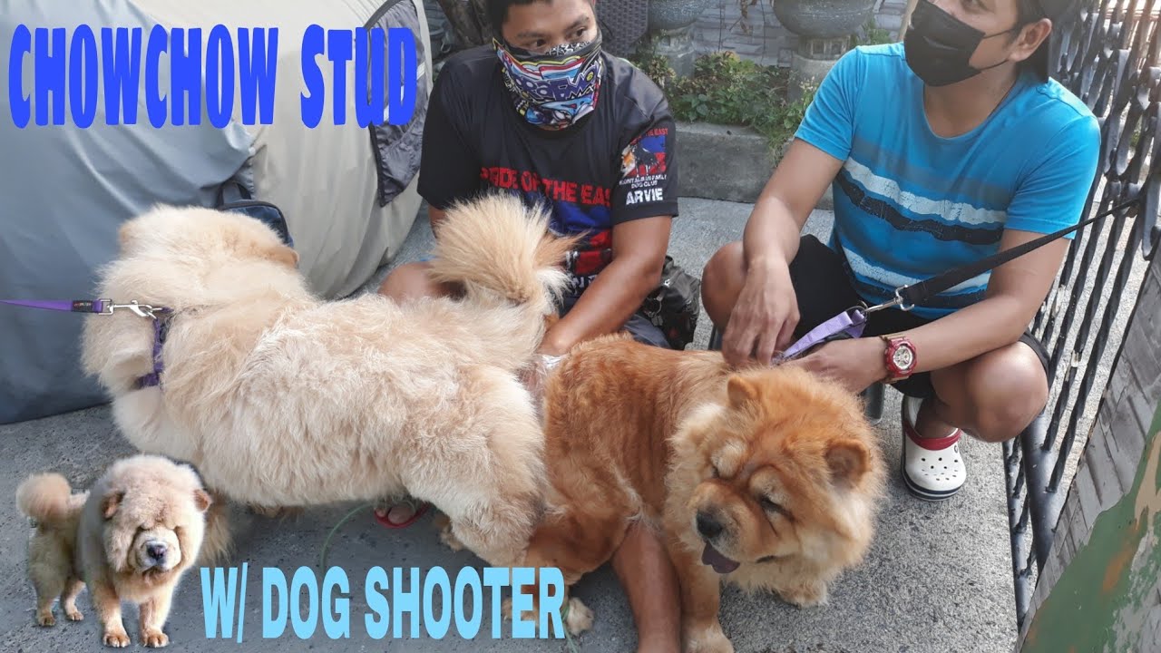 How To Stud Chowchow/Marcial❤Cassey/Stud 1St Session W/Shooter