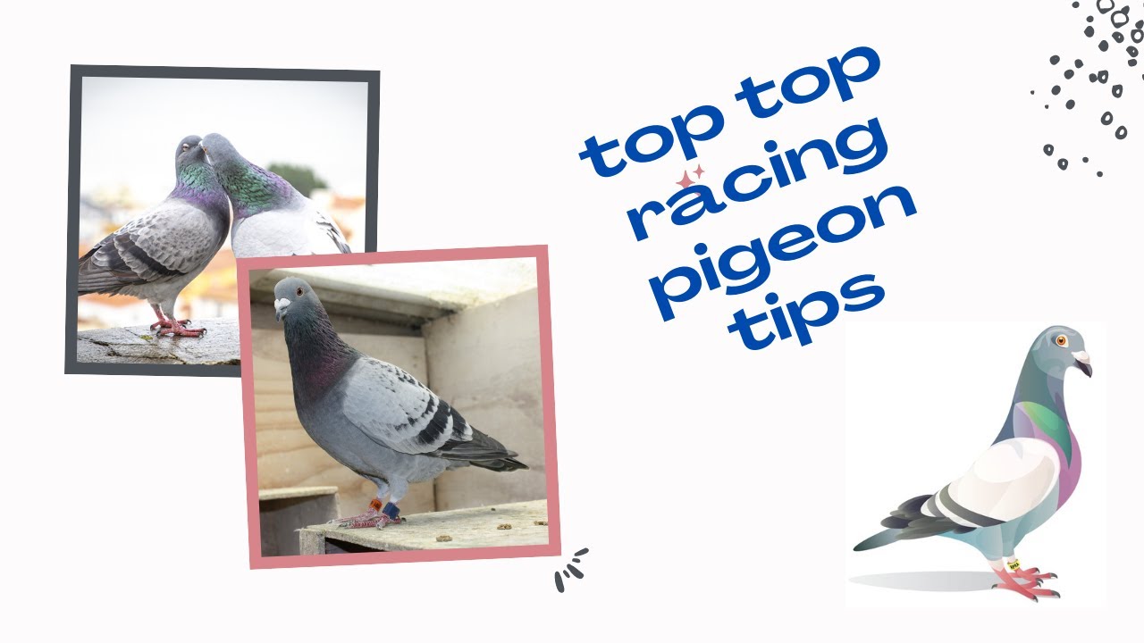 как разводить хороших гоночных голубей, легко это или нет?