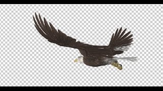 Bald Eagle Left Back Gliding Animation Loop With Alpha Channel