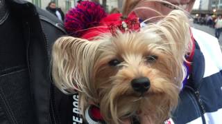 Video: Inauguration 2017: Scenes and sounds