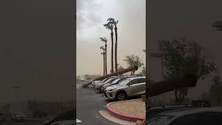 CHECK OUT THIS PALM TREE FALLING ON 3 VEHCILES!! #crash #fail #treefall #viral #discover
