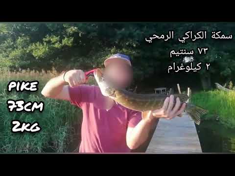 صيد سمكة الكراكي الرمحي بحجم دراع بطريقة السبينينغ    