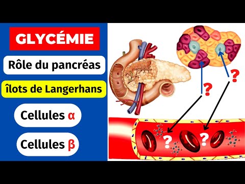 Video: Watter selle in die eilandjies van langerhans skei insulien af?