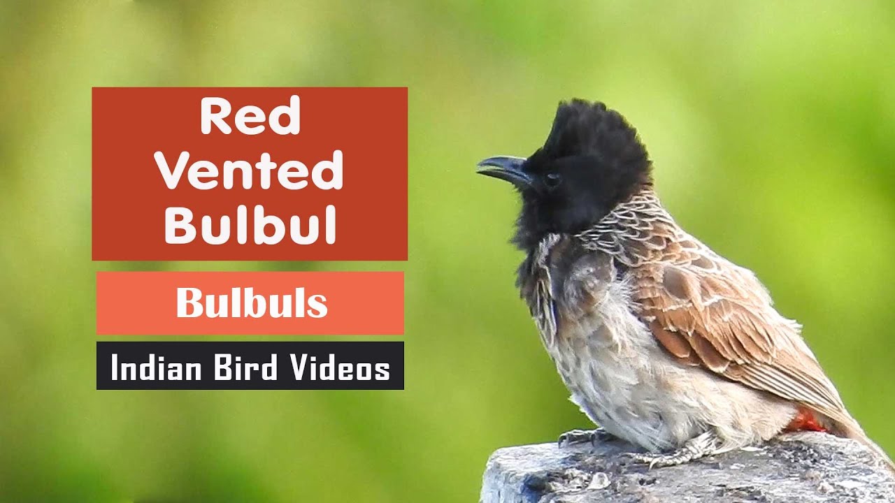 Klimaanlæg demonstration Tom Audreath The Red-vented Bulbul (Pycnonotus cafer) - Window birding during lockdown -  YouTube