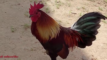 Los saib Qaib dib tuaj zoo 2019