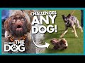 Tiny Shih Tzu will CHALLENGE Any Dog! (Or Bird) | It&#39;s Me or The Dog