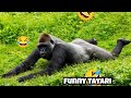 Tayari turns the lawn into her own comedy stage 😆🍀塔莉把草地變成自己的搞笑舞台#gorilla
