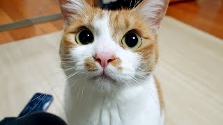 猫に'襲撃'されたい人向けの動画