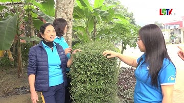 Lan tỏa hội thi Thôn, bản, khu phố Nhà sạch, vườn đẹp hàng rào xanh năm 2024