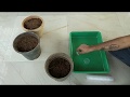 How to do seedling in hydroponic system.