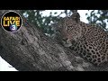 safariLIVE on SABC 3 S1 - Episode 12