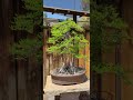 Bonsai Tree section at San Diego Zoo Safari Park | 1k