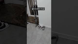 여러분 자 보세요 2탄 #italiangreyhound #경주견 #이탈리안그레이하운드 #말괄량이젤젤 #강아지