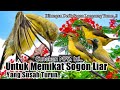 Suara Pikat Burung Sogon. Paling Jahat. Hitungan Detik Langsung Turun..