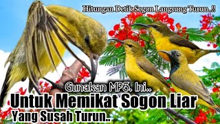 Suara Pikat Burung Sogon. Paling Jahat. Hitungan Detik Langsung Turun..