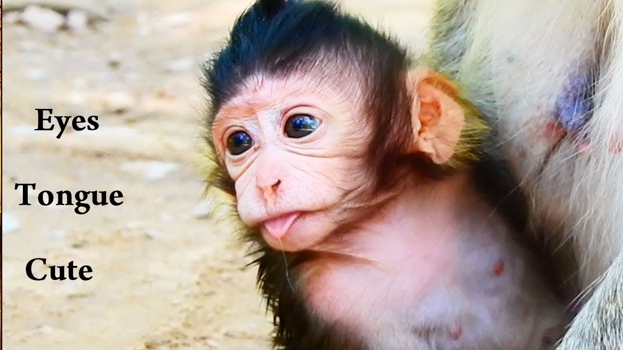 walking pez Lizza Wants Walking, Why Mom Not Allow Very Cute baby Walking/Hugging Sweet