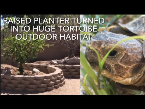 RUSSIAN TORTOISE OUTDOOR HABITAT BUILD INCLUDING A AUTOMATIC WATER CHANGING POND AND A DEN BUILD