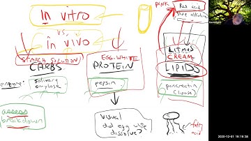 Human Physiology Laboratory - 3 December 2020 - Digestion Lab