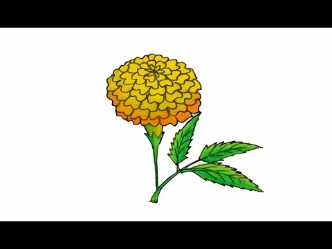 Featured image of post Marigold Flower Flower Images Drawing Easy / Polish your personal project or design with these marigold flower transparent png images, make it even more personalized and more attractive.