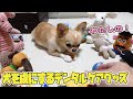 どんなおもちゃよりも犬を虜にするデンタルケア用品がヤバすぎた！(笑)【チワワ】【dog】【chihuahua】