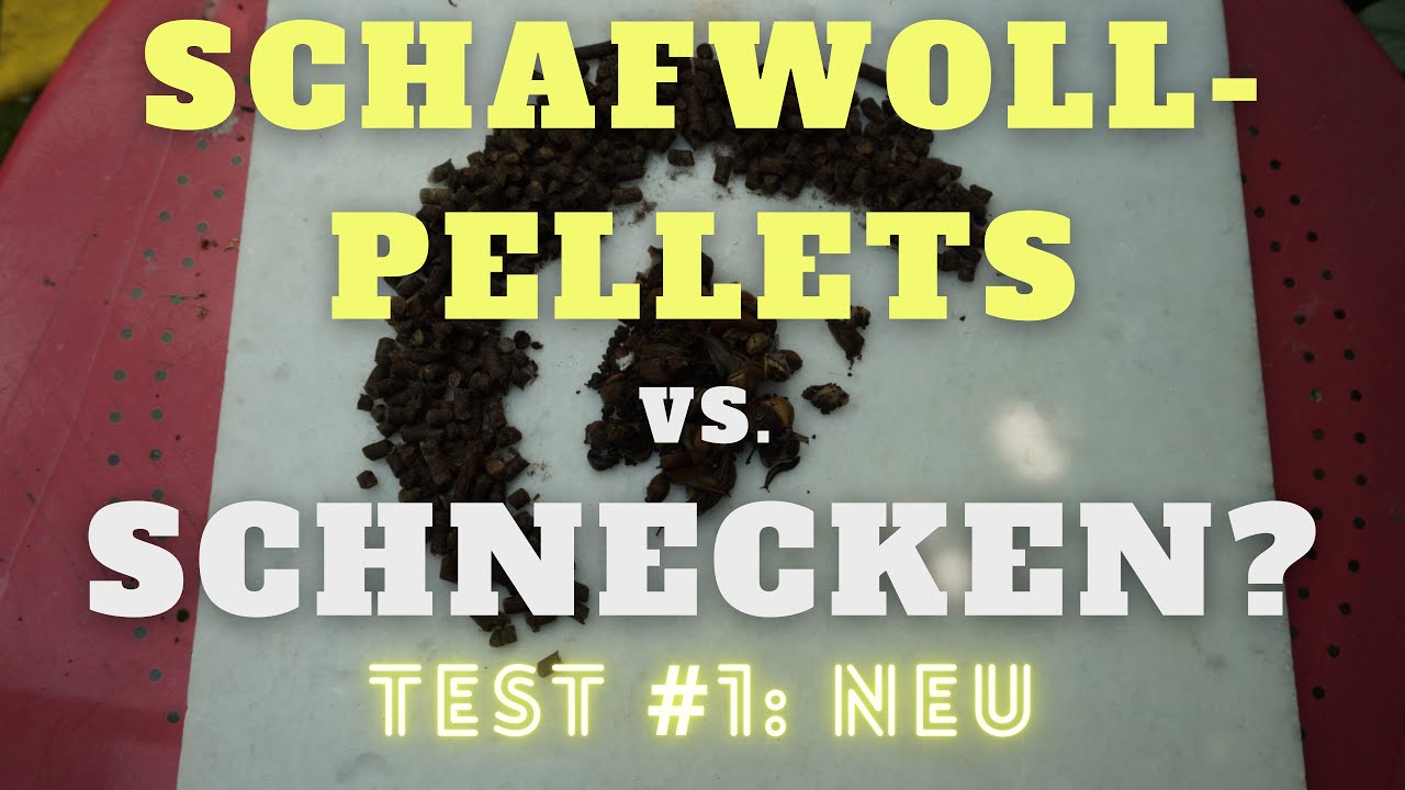 Schafwollpellets gegen Schnecken Test 1 Neu & Trocken YouTube