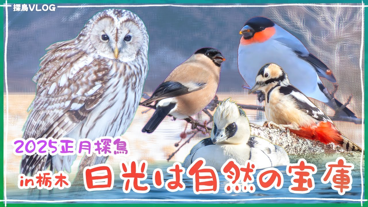 【感動の出会い】冬の戦場ヶ原で野鳥観察《野鳥撮影vlog》｜フクロウ、ウソ、ミコアイサ、アカゲラ、カワガラス