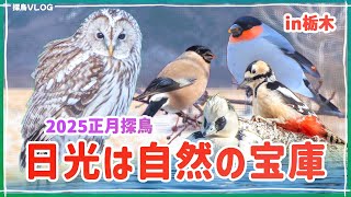 【感動の出会い】冬の戦場ヶ原で野鳥観察《野鳥撮影vlog》｜フクロウ、ウソ、ミコアイサ、アカゲラ、カワガラス