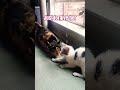 Short Baby Trending Funny Ytshorts Trendingshorts Cute Cat Catvideos Catshorts Coconico 